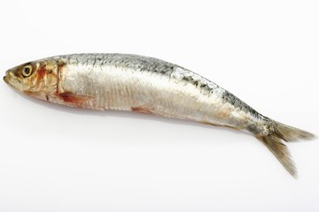 Sardine, pilchard