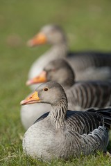 Greylag or Graylag geese (Anser anser), Stuttgart, Baden-Wuerttemberg, Germany, Europe