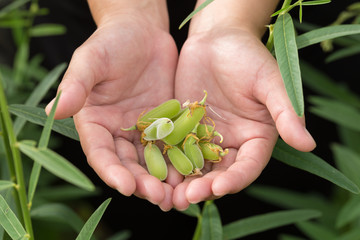 Naklejka na ściany i meble Sunn Hemp or Crotalaria juncea Mature seed pod in hand, (closeup) Thailand