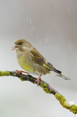 Greenfinch (Carduelis chloris), female