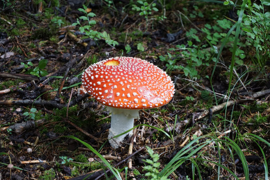 Red mushroom / toadstool in the forest