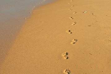 Footprints on a beach