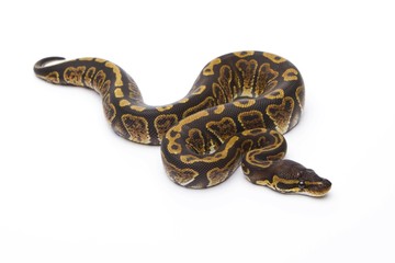 Royal Python (Python regius), Super Granite, female, Markus Theimer reptile breeding, Austria, Europe