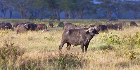 African Buffalos (Syncerus caffer) in morning light, Lake Nakuru National Park, Kenya, East Africa, PublicGround, Africa