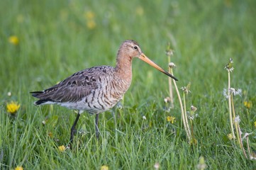 Black-tailed Godwit (Limosa limosa)