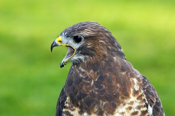 Common Buzzard (Buteo buteo), calling