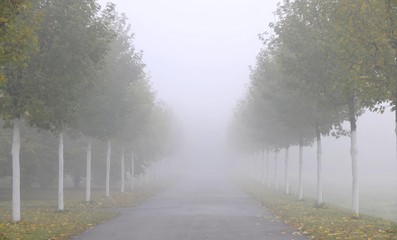 Obraz premium Avenue, autumn mood, fog, Stuttgart, Baden-Wuerttemberg, Germany, Europe