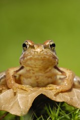Grass Frog (Rana temporaria)