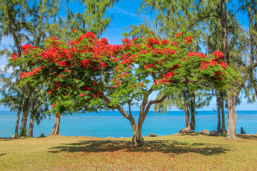 Fototapeta na wymiar Saison de fleuraison de flamboyant à la Réunion face à la mer