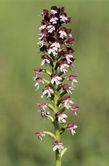Burnt orchid (Orchis ustulata) florescence