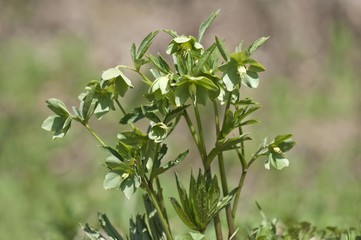 Green hellebore (Helleborus viridis), rare, Niederalfingen, Baden-Wuerttemberg, Germany, Europe