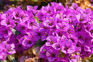 Purple Bougainvillea - ornamental vine with flower-like leaves - on a sunny autumn day