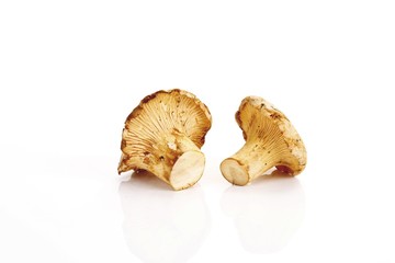Two chanterelle mushrooms