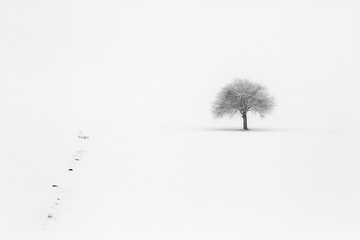 Fototapeta na wymiar Lonely tree at winter