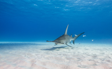 Fototapeta premium Great hammerhead shark underwater view Bimini, Bahamas.