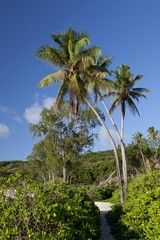 Obraz premium Coconut Palms (Cocos nucifera)