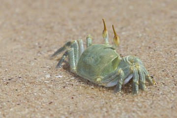 Crab on the beach, Seychelles, Indian Ocean, Africa