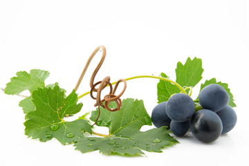 Blue grapes with green leaves