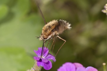 Large bee fly (Bombylius major) sucking nectar from an aubrieta (Aubrieta) Untergroeningen, Baden-Wuerttemberg, Germany, Europe