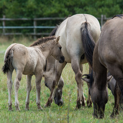 Obraz premium Wild horses herd with young foal grazing in meadow, Austria, Europe