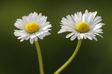 Daisies (Bellis perennis)