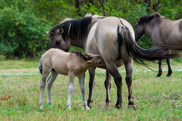 Obraz na płótnie Canvas Wild horses herd with young foal grazing in meadow, Austria, Europe