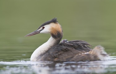 Great Crested Grebe (Podiceps cristatus) with chick on back
