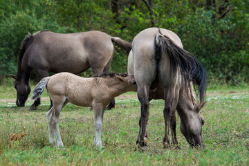 Wild horses herd with young foal grazing in meadow, Austria, Europe