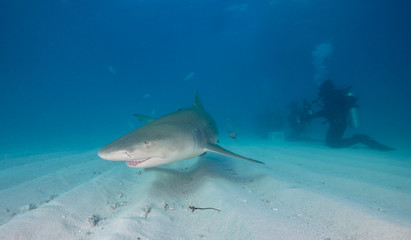 Lemon shark, Grand Bahama, The Bahamas.
