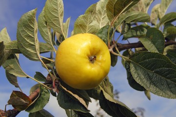 Apple (Malus domestica), Holsteiner Zitronenapfel variety, on the tree, Altes Land area, Hamburg, Lower Saxony, Germany, Europe - Powered by Adobe