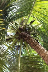 Coconut palm (Cocos nucifera)