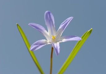 Glory of the snow (Chionodoxa luciliae), blossoms