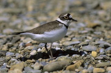 Little Ringed Plover (Charadrius dubius) in the breeding territory