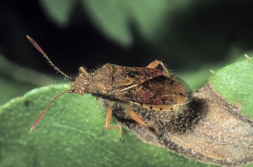 Scentless Plant Bug species (Stictopleurus cf pictus)