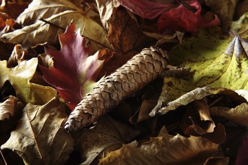 Cone of a Spruce (Picea) amidst autumn leaves