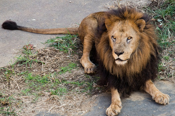 こちらの様子を伺う雄ライオン