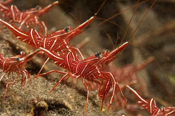 Hinge beak prawn or Durban shrimp (Rhynchocinetes durbanensis), Indonesia, Southeast Asia, Asia