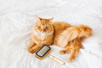 Cute ginger cat lies on bed with grooming comb. The fluffy pet comfortably settled on white sheet....