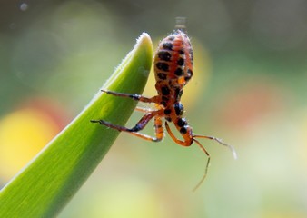 one bug on the plant