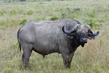 Old African Buffalo (Syncerus caffer) with purulent eye, Lake Nakuru National Park, Kenya, East Africa, PublicGround, Africa