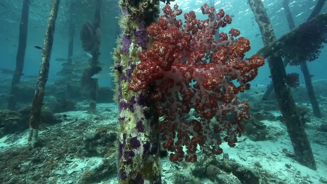 Soft corals growing on underside of pier in Raja Ampat 