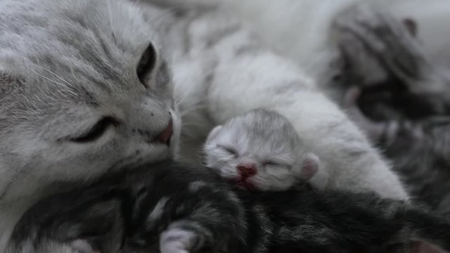 American shorthair cat hugging her newborn kitten with love 3