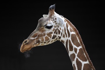 Reticulated giraffe (Giraffa camelopardalis reticulata), portrait