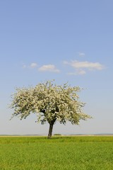 Blooming Apple tree (Malus) in spring