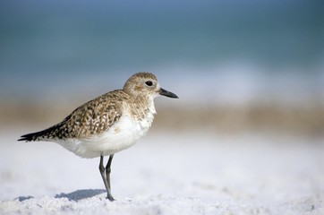 Obraz premium Grey Plover or Black-bellied Plover (Pluvialis squatarola)