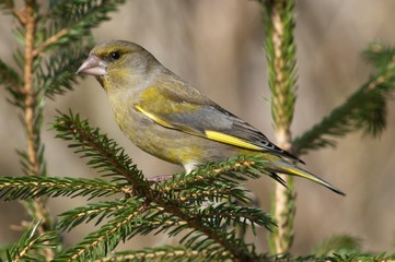 Greenfinch (Carduelis chloris), male perched on spruce, Untergroeningen, Baden-Wuerttemberg, Germany, Europe