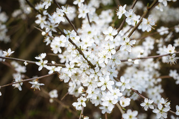 Beautiful white blooming flowers on the tree during the spring in England