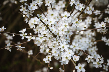 Beautiful white blooming flowers on the tree during the spring in England