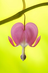 Venus's car, bleeding heart, Dutchman's trousers, or lyre flower (Dicentra spectabilis)