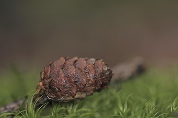 Pine cone from a Pine (Pinus pinea) on moss in a forest, autumn motif